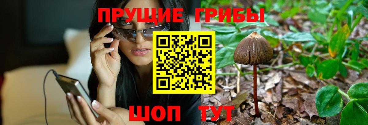 Галлюциногенные грибы GOLDEN TEACHER  Псилоцибиновые грибы GOLDEN TEACHER  Вход с VPN  Ульяновск 